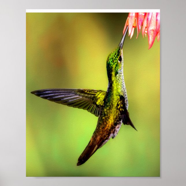 Hummingbird Pink Flower Bird Poster (Front)
