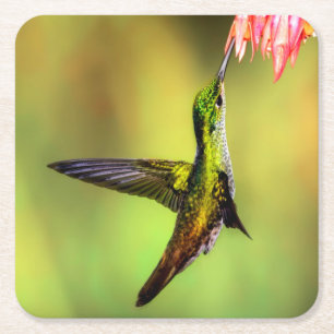 Hummingbird Pink Flower Bird Square Paper Coaster