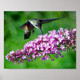 Hummingbird Pink Flowers Wildlife Photo Poster