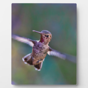 Hummingbird Plaque