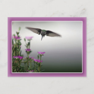 Hummingbird Postcard
