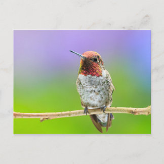 Hummingbird Postcard