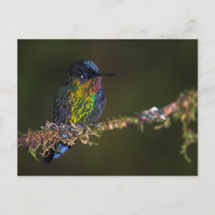 Hummingbird Postcard