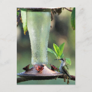Hummingbird Postcard