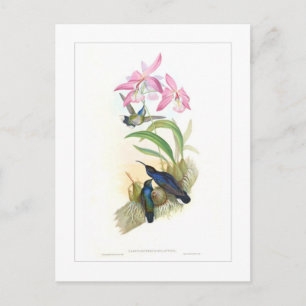 Hummingbird Postcard