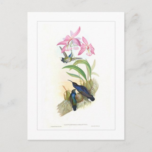 Hummingbird Postcard (Front)