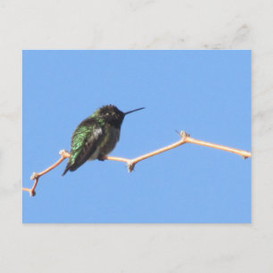 Hummingbird Postcard