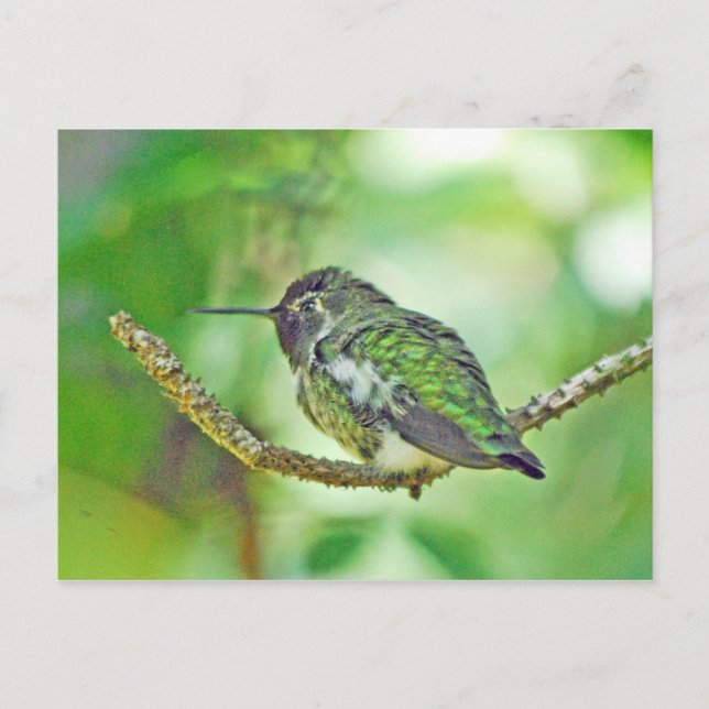 Hummingbird Postcard (Front)