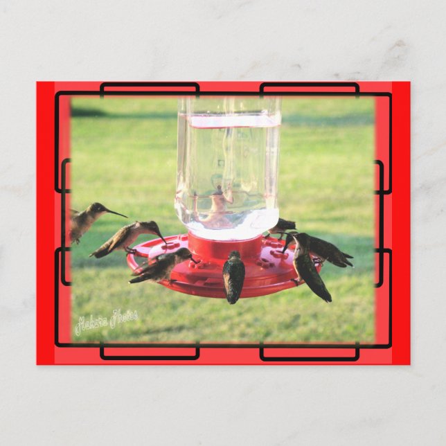 Hummingbird Postcard (Front)