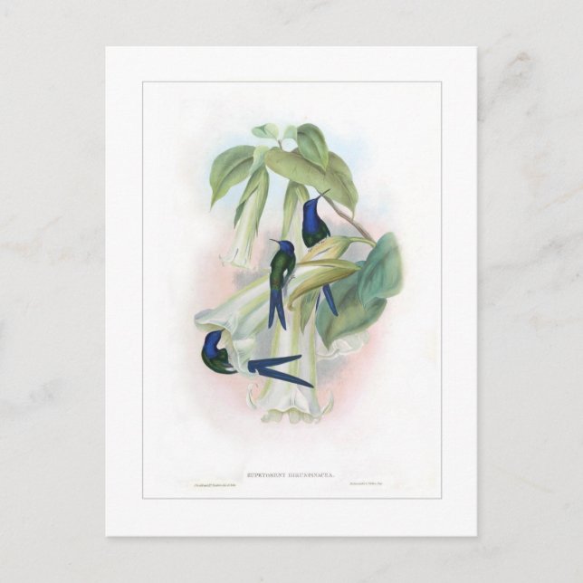 Hummingbird Postcard (Front)