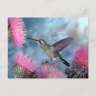 Hummingbird Postcard