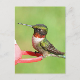 Hummingbird Postcard