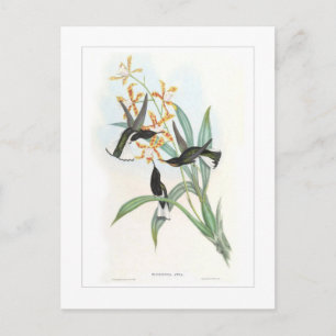 Hummingbird Postcard