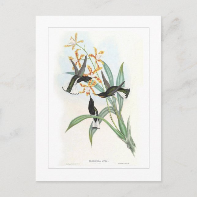 Hummingbird Postcard (Front)