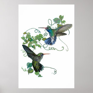 Hummingbird Poster