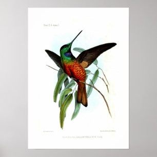 Hummingbird Poster