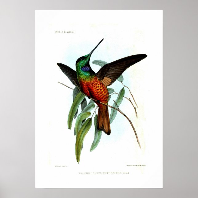 Hummingbird Poster (Front)
