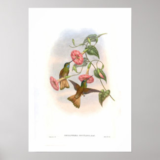 Hummingbird Poster