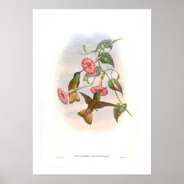 Hummingbird Poster (Front)