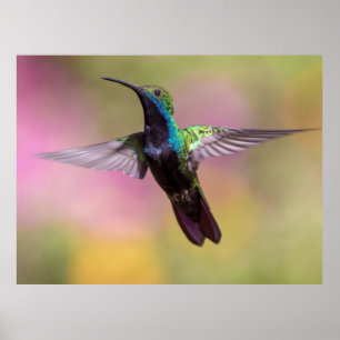 Hummingbird Poster