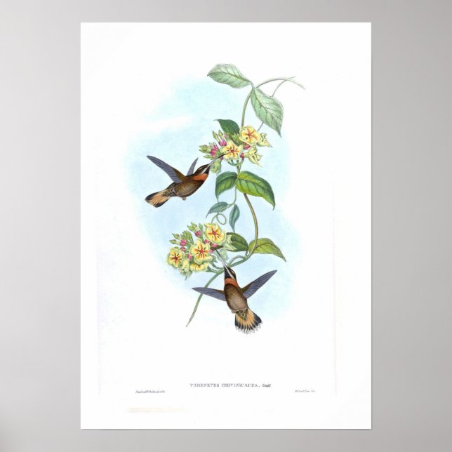 Hummingbird Poster (Front)