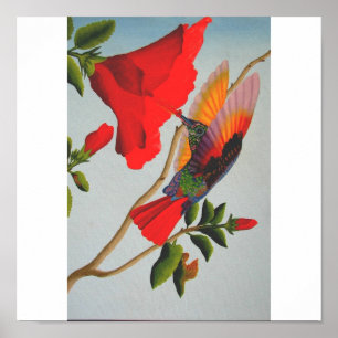 Hummingbird Poster