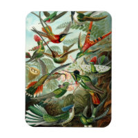 Hummingbird Premium Magnet