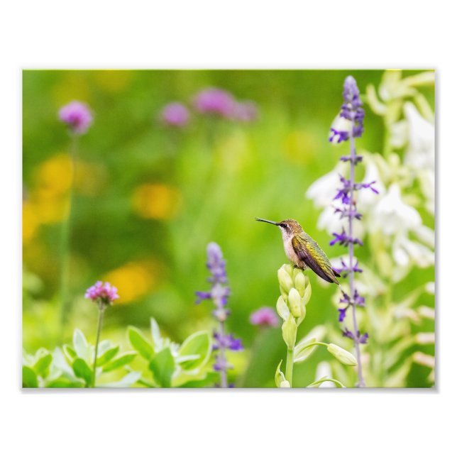 Hummingbird Rest Photo Print (Front)