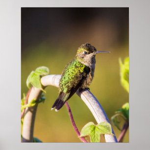 Hummingbird Resting 16 x 20 Poster