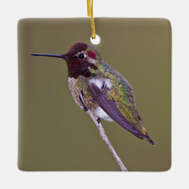 Hummingbird resting ceramic ornament (Front)