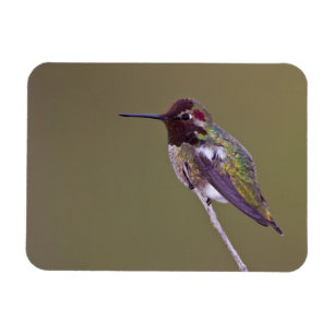 Hummingbird resting magnet