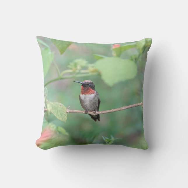 Hummingbird resting on branch, green cushion (Front)