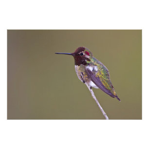 Hummingbird resting photo print