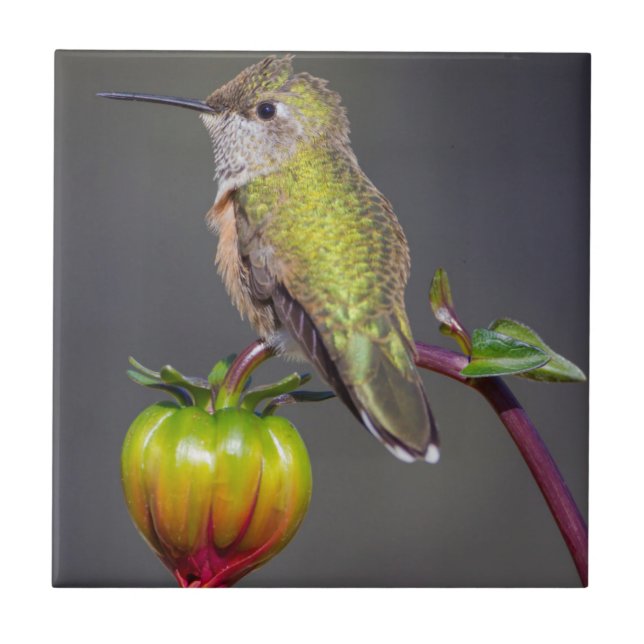 Hummingbird rests on flower bud ceramic tile (Front)