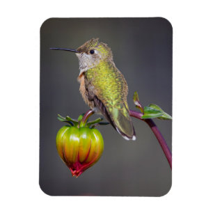 Hummingbird rests on flower bud magnet