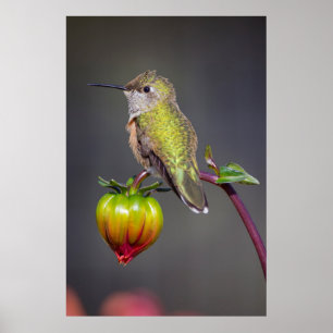 Hummingbird rests on flower bud poster