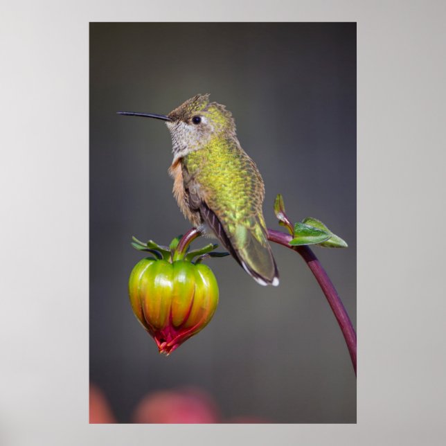 Hummingbird rests on flower bud poster (Front)