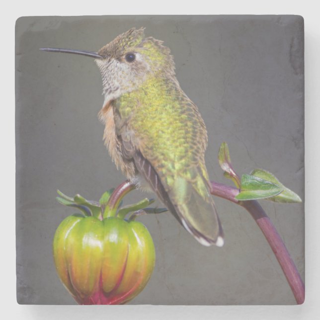Hummingbird rests on flower bud stone coaster (Front)