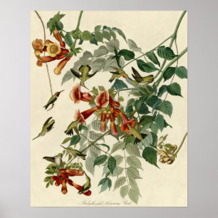 Hummingbird Ruby Throated Audubon Bird Poster