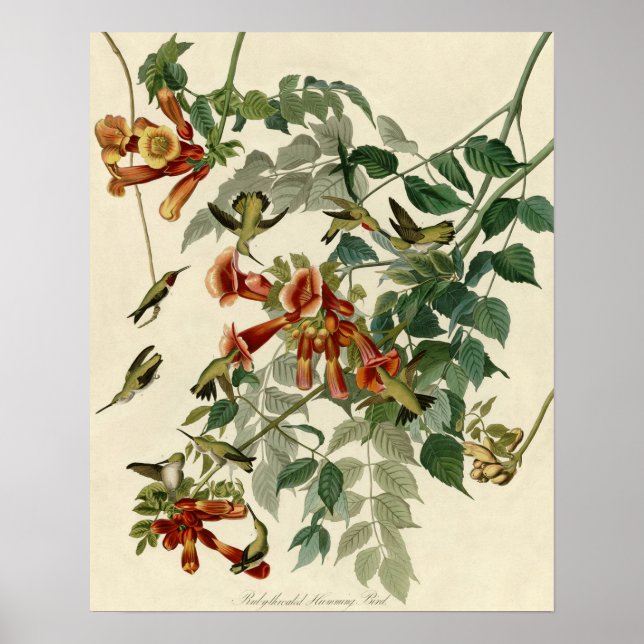 Hummingbird Ruby Throated Audubon Bird Poster (Front)