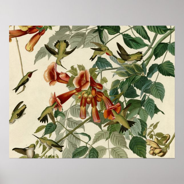 Hummingbird Ruby Throated Audubon Bird Poster (Front)