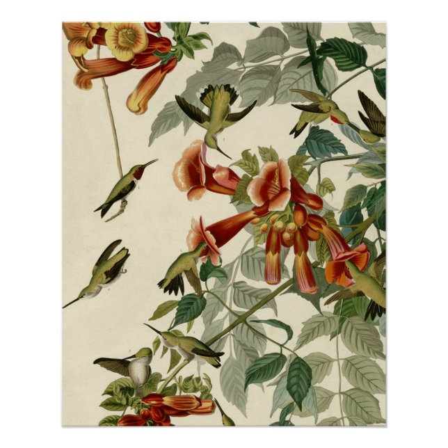Hummingbird Ruby Throated Audubon Bird Poster (Front)