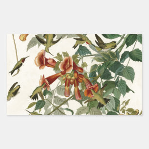 Hummingbird Ruby Throated Audubon Bird Rectangular Sticker