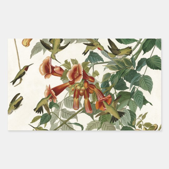 Hummingbird Ruby Throated Audubon Bird Rectangular Sticker (Front)