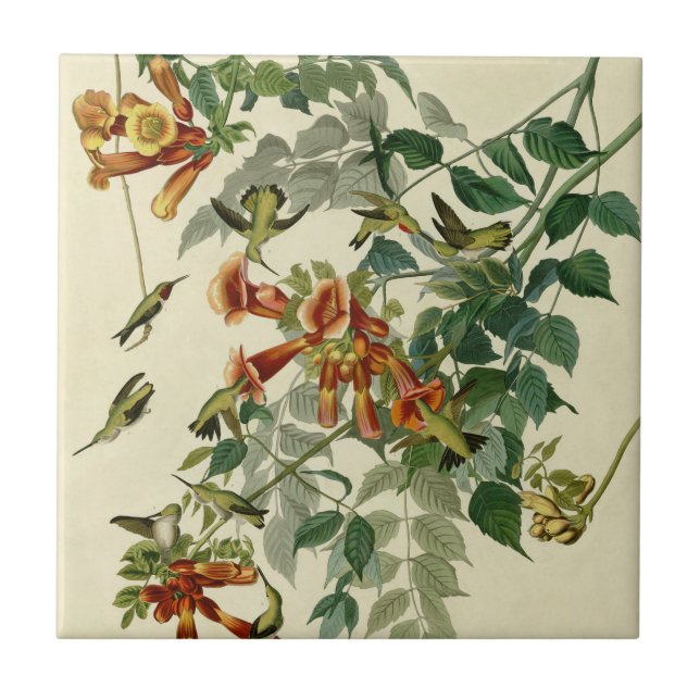 Hummingbird Ruby Throated Audubon Bird Tile (Front)
