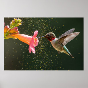 Hummingbird’s Nectar Glow Poster