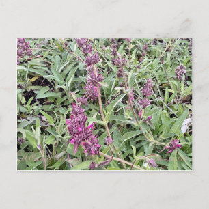 Hummingbird Sage Postcard