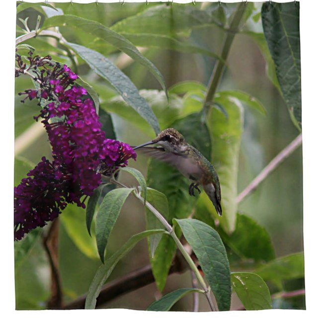 Hummingbird Shower Curtain (Front)