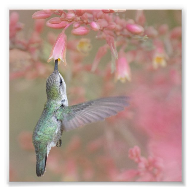 Hummingbird sipping on flowers photo print (Front)
