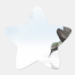 Hummingbird Star Sticker
